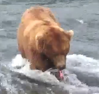 Bear and salmon Bear and salmon