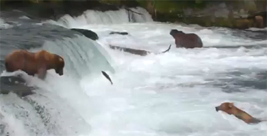 Bears and salmon