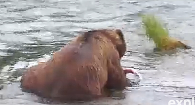 Eating salmon Eating salmon