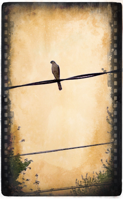 Bird on a wire