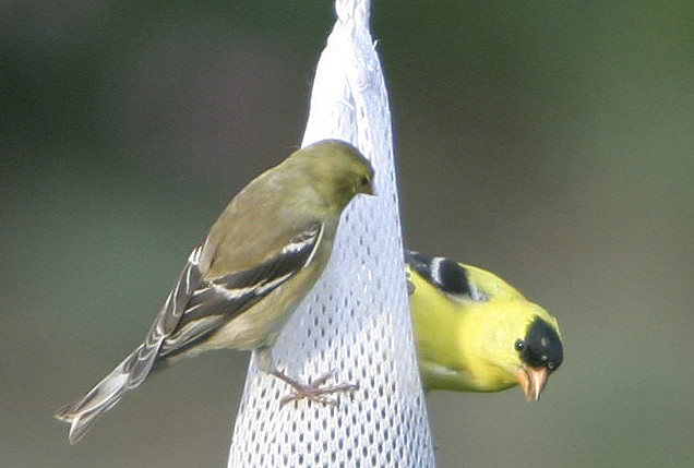 Male and female at the feeder