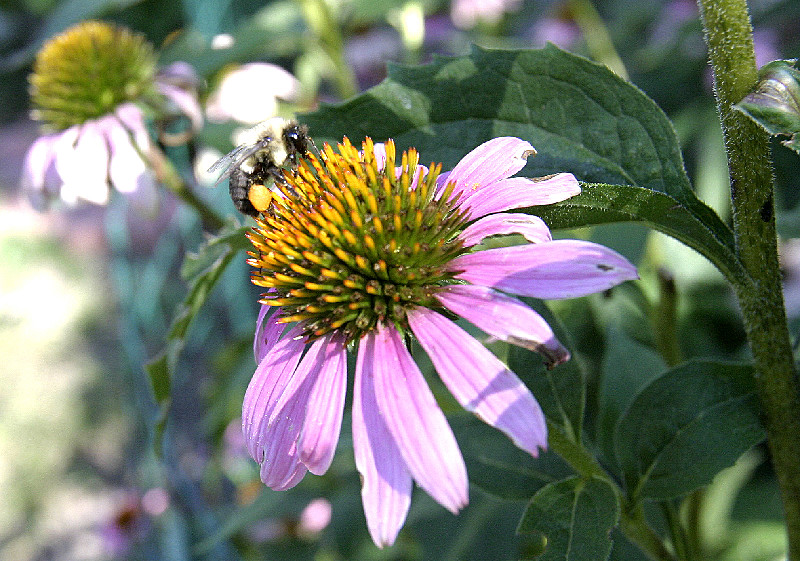 Bee/Coneflower