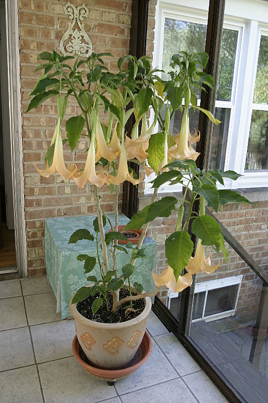 Tropical plant moving inside now that  it is cooler