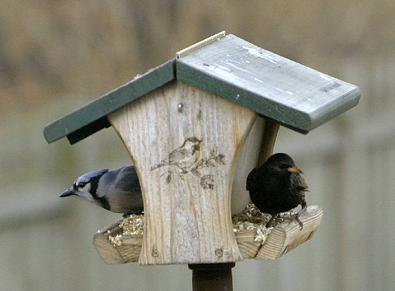 Blue Jay and Starling; lense test for the most part.