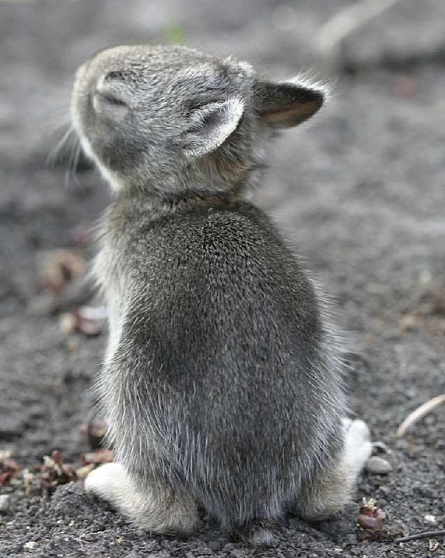 Lost rabbit scooting around our backyard