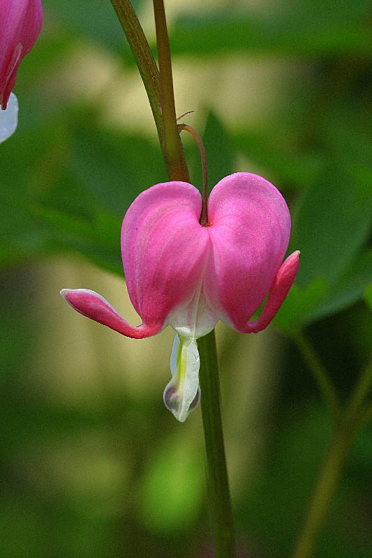 Blossom, May 2006