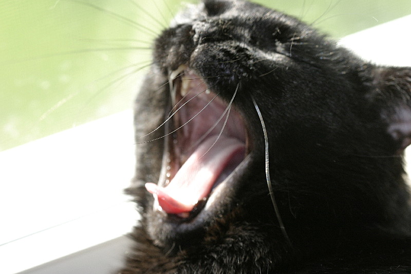 Big cat yawn!