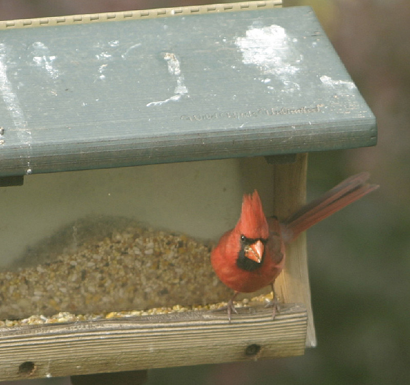 Male cardinal at the feeder