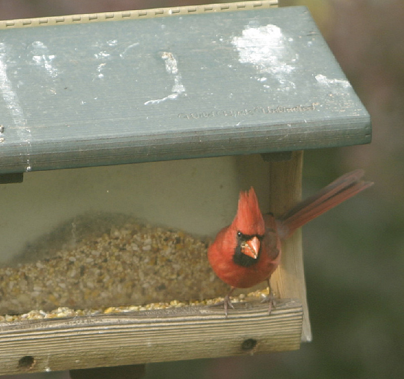 Cardinal