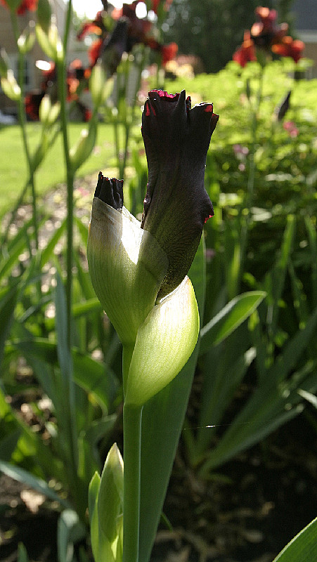 Iris blossom, ready to pop
