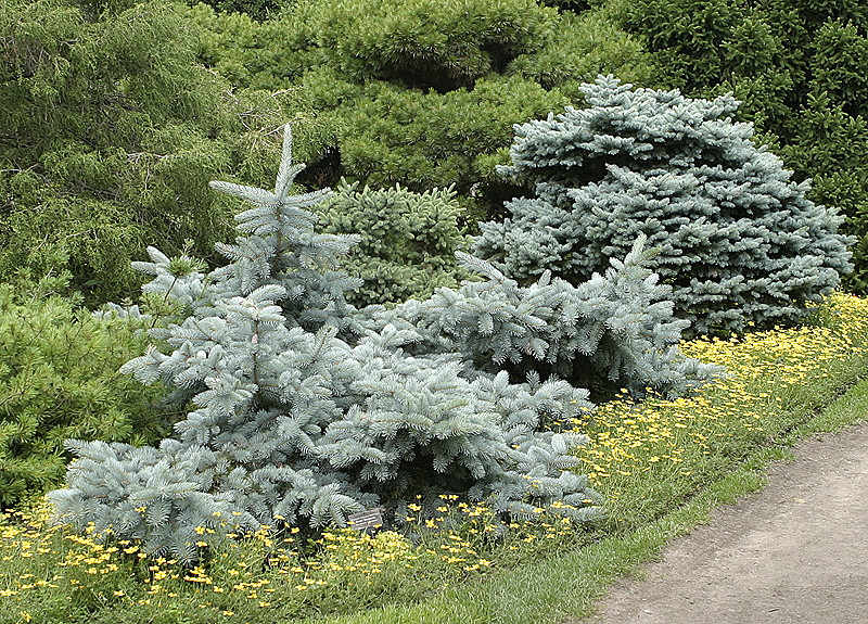 Blue Spruce with Yellow Groundcover. Nice.