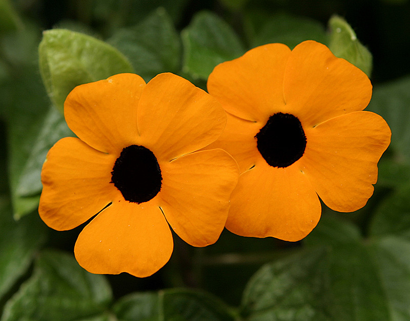 Unknown blossoms; vivid colors