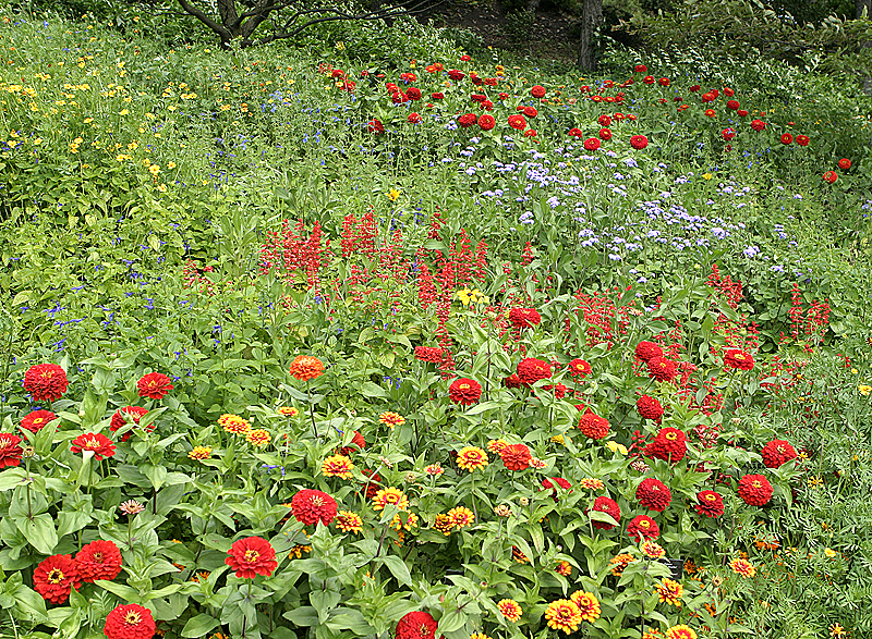 Hillside alive with color