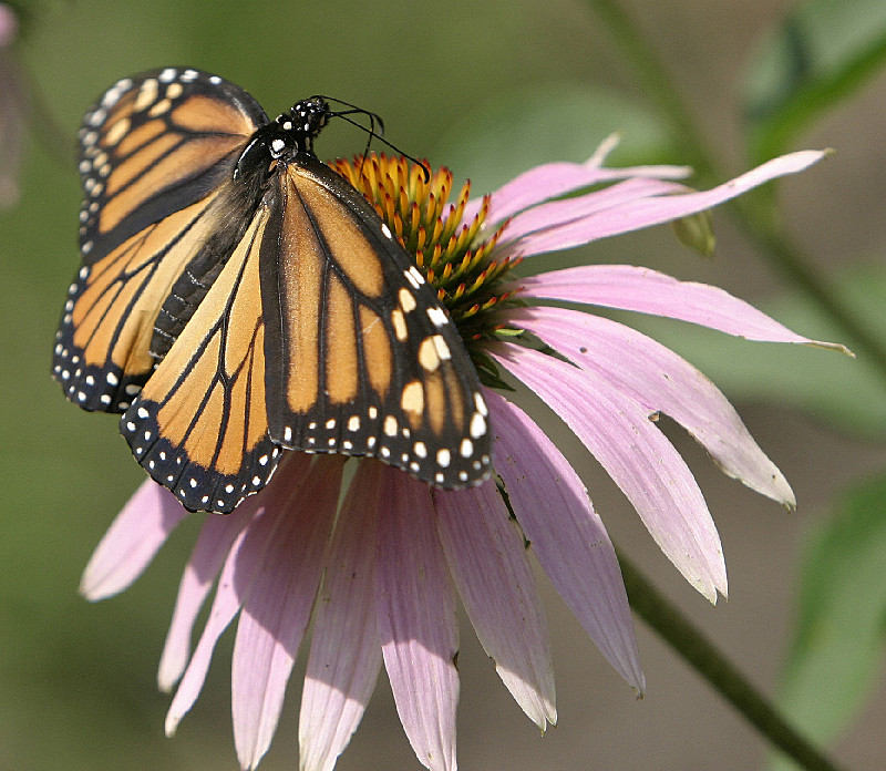 Many butterflies today...