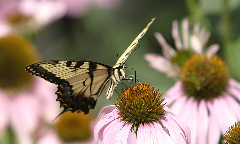 In our backyard