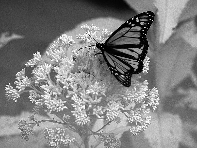 Butterfly, Joe Pye Weed