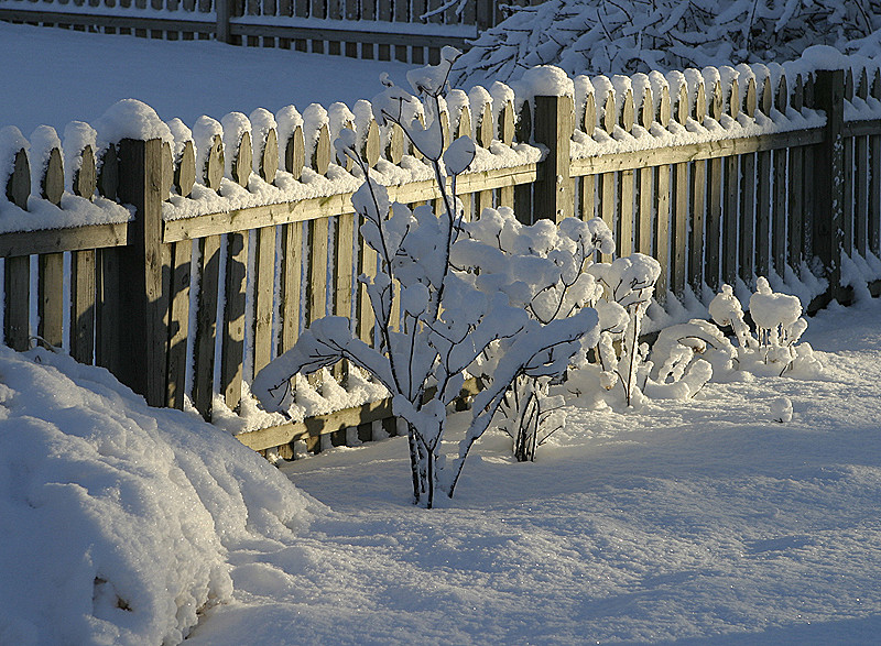 Snow piled on fences and plants; early AM light