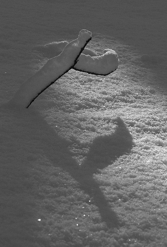 Fallen branch; snow