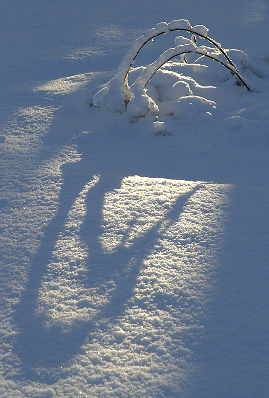 Bent by wet snow