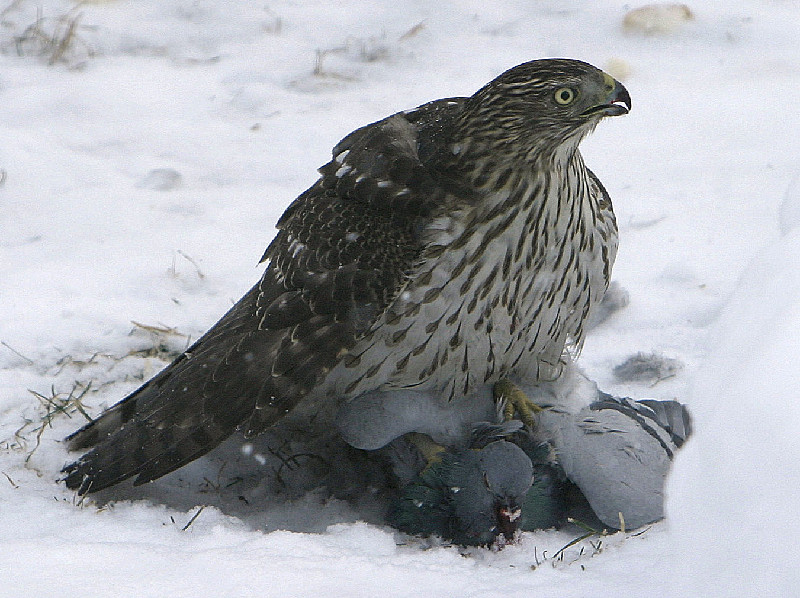 Cooper's Hawk with fresh pigeon kill - 
