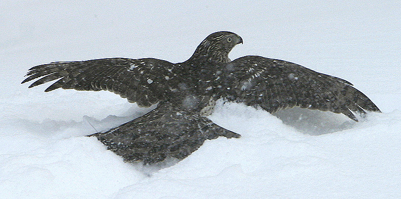 Hawk Landing With (unseen) Kill