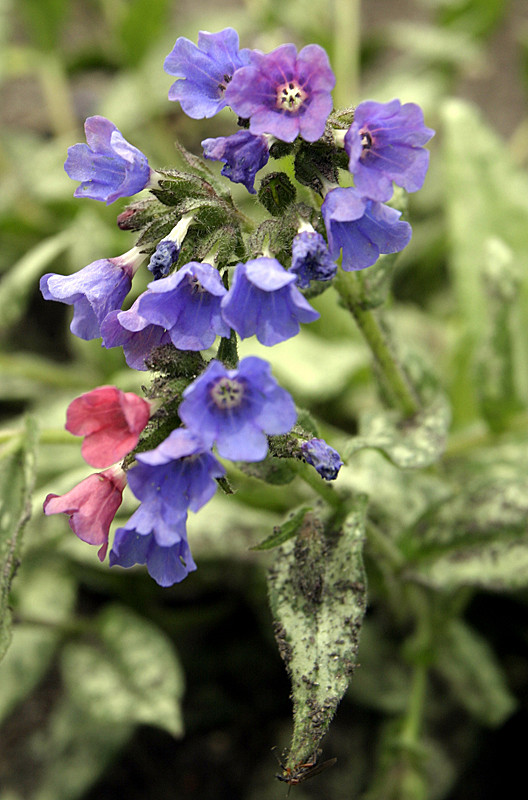 Horrible name, but look at the different colored blossoms on same plant.