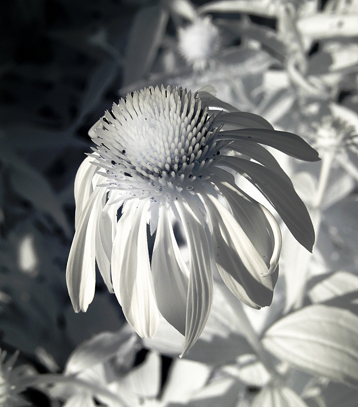 Purple Coneflower