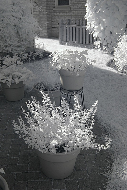 Infrared photo - no manipulation