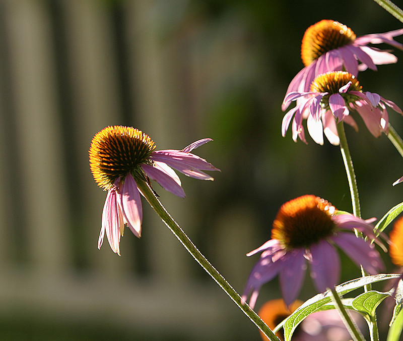 In the backyard