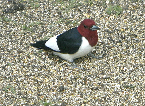 Red-Headed Woodpecker