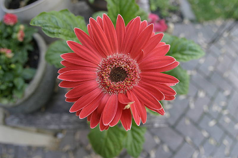 Potted Gerbera daisy, an annual on our patio for 2008