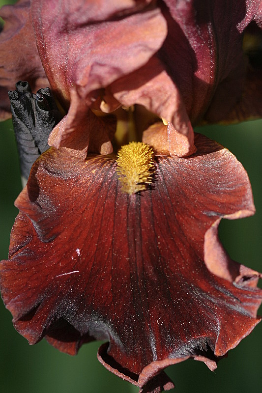 Bearded Iris