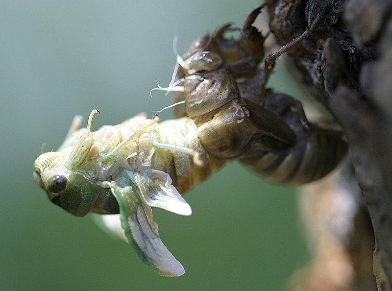 Cicada emerging from its exoskeleton