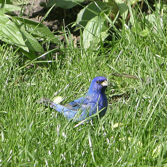 In the tall grass of our backyard, Spring 2009