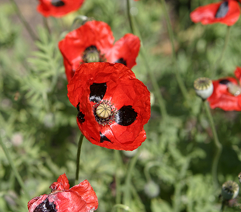 Oriental Poppy