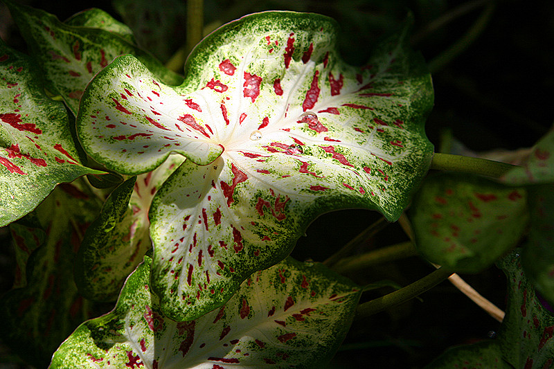 Oddly Spotted Caladium Leaf