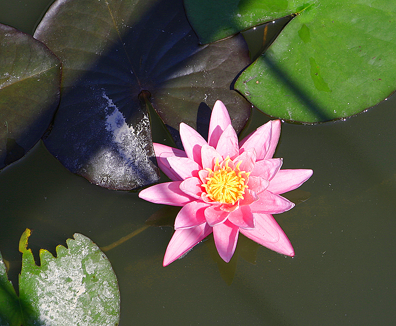 Glencoe Bot Garden, 2009