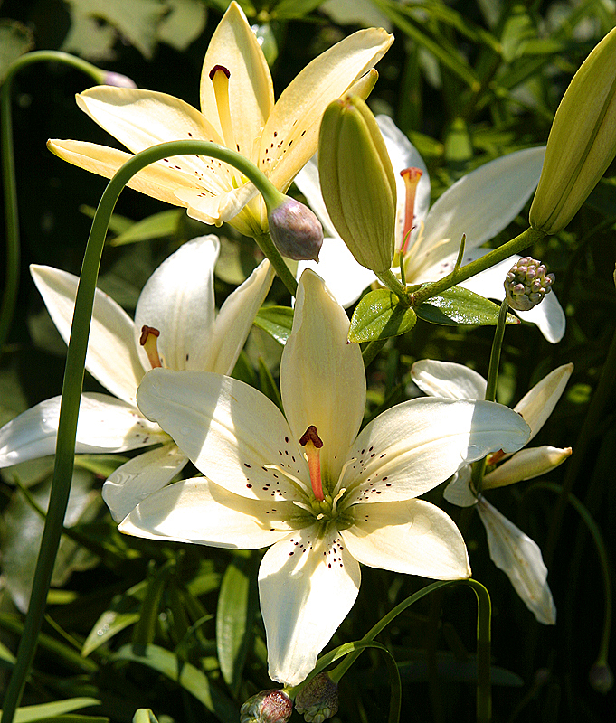 Glencoe Bot Garden, 2009