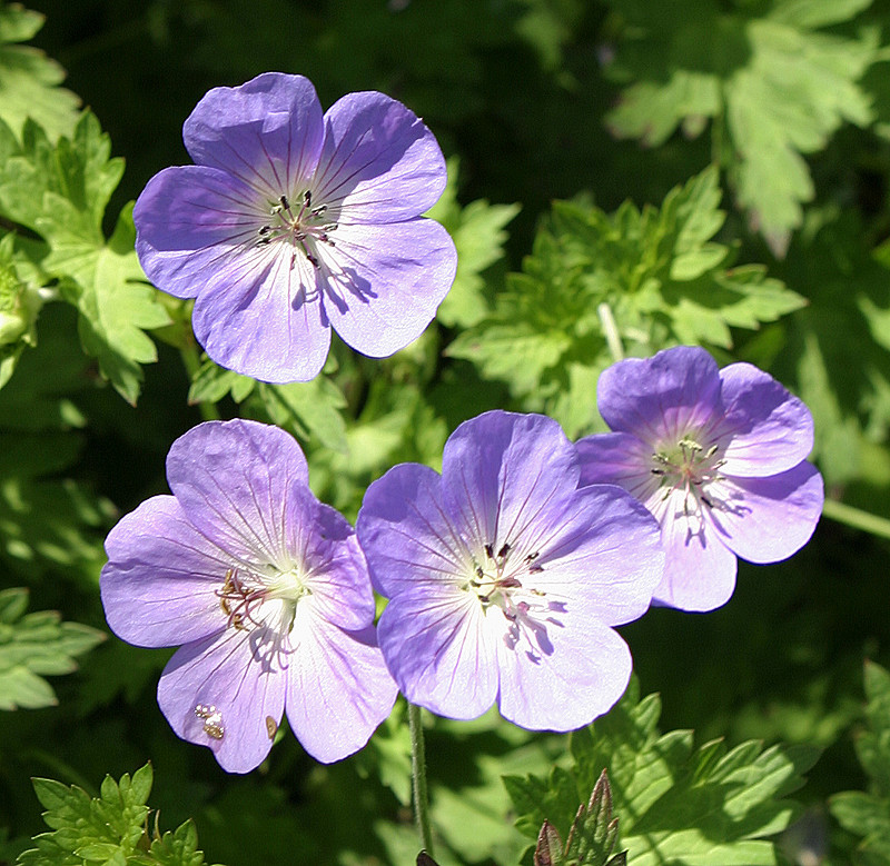 Cranesbill