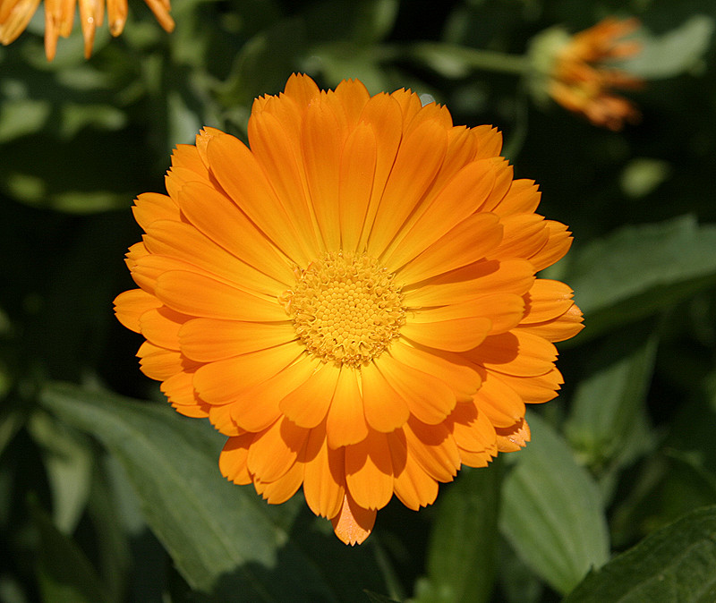 Orange Flower