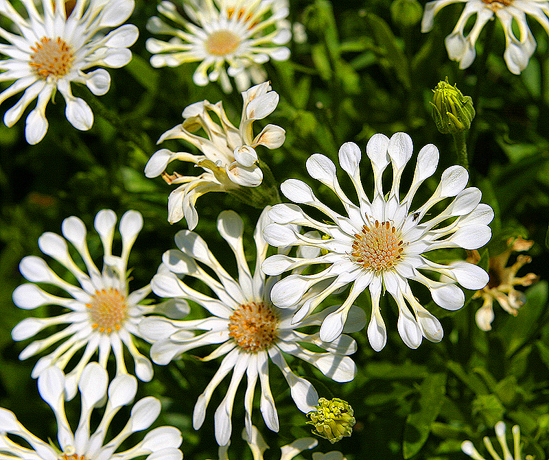 Glencoe Bot Garden, 2009