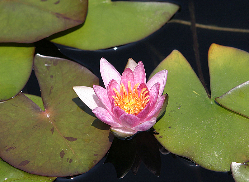 Water Lily