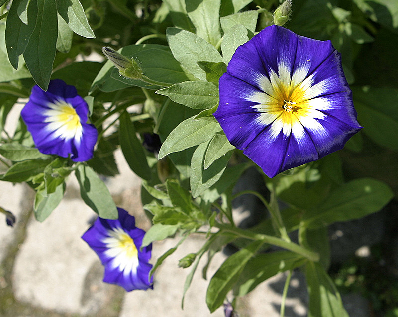 Complementary colored flower