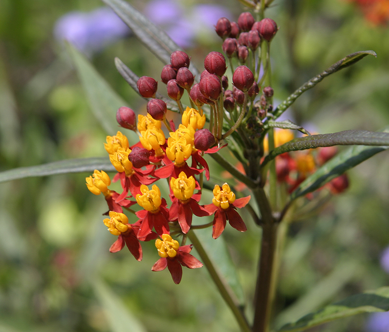 Almost tri-colored flower