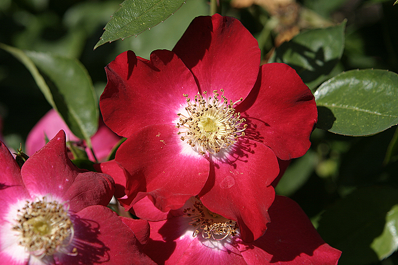 Rosa rugosa