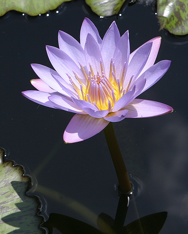 Water Lily - soft lilac color