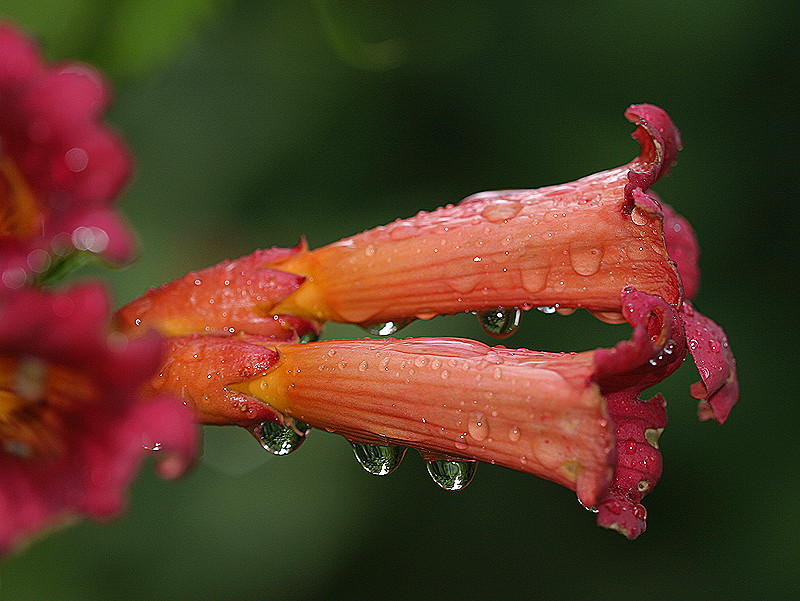 After the rain; trumpet vine blossoms