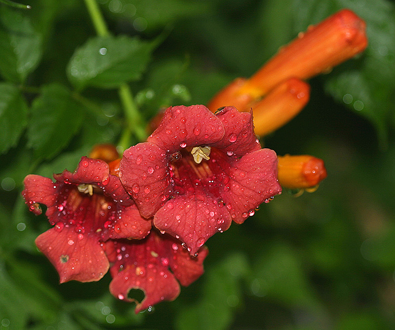 Campsis radicans (Trumpet Vine)