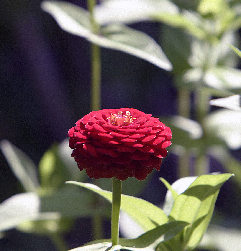 Backyard pot; finally blooming. About the size of quarter currently.