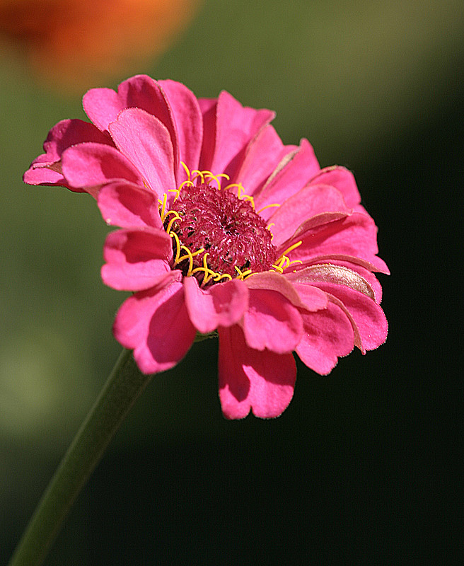 9/09; potted plant - blossom quarter-sized